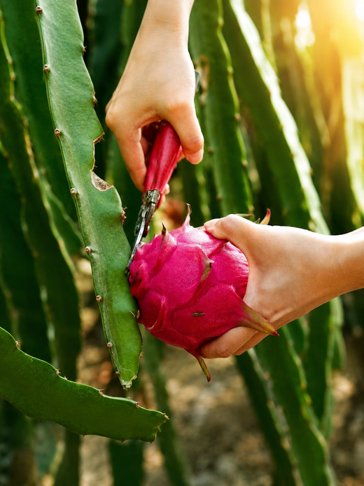 Red Dragon Fruit