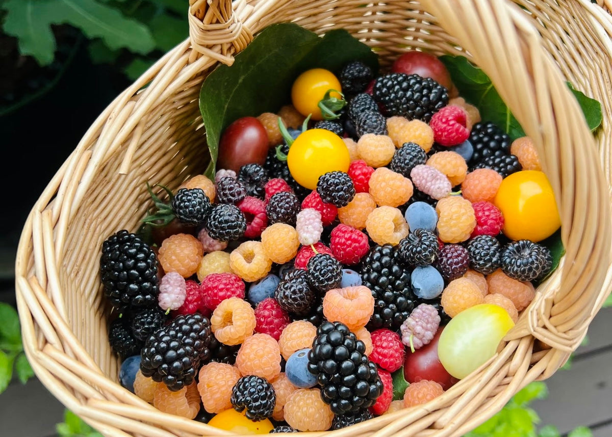 RIPENED FOR BETTER FLAVOR