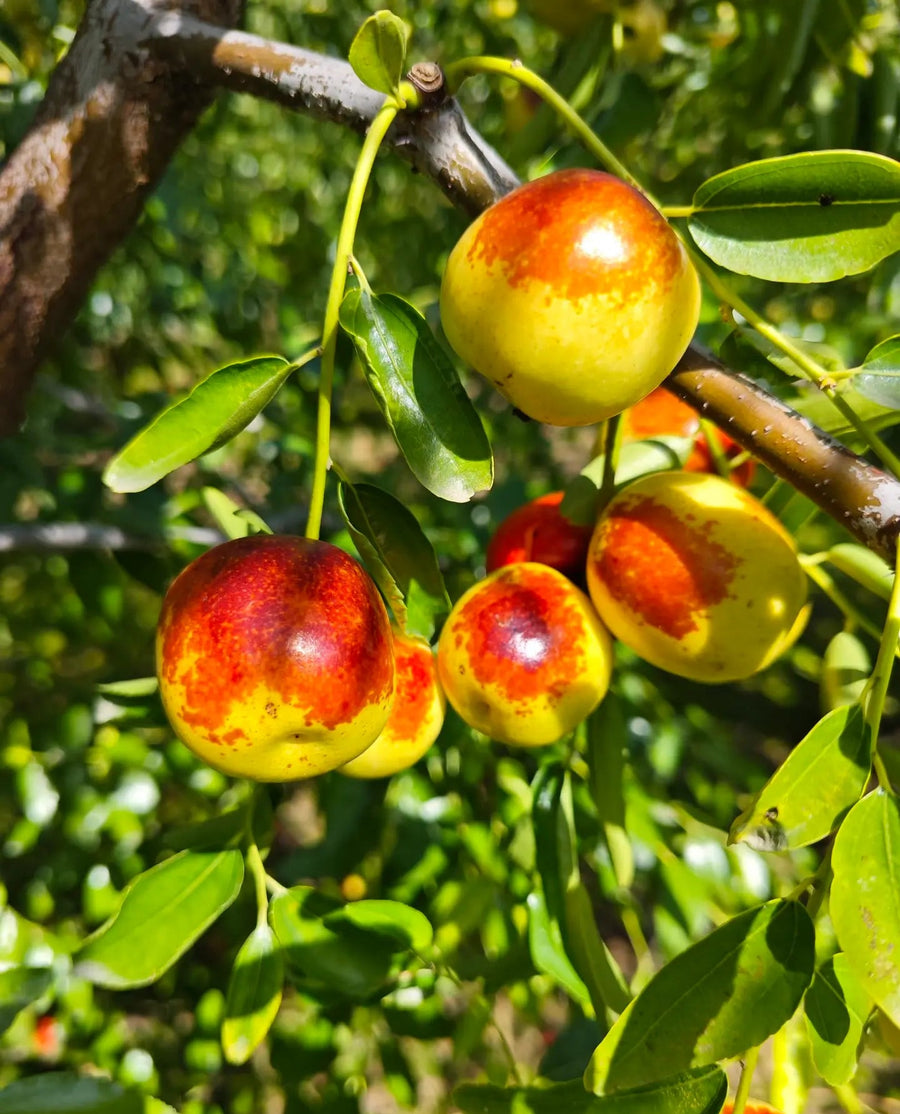 Winter Jujubes