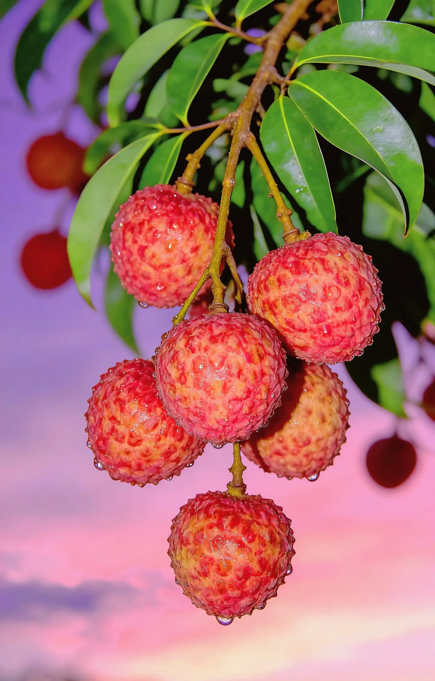 Lychee