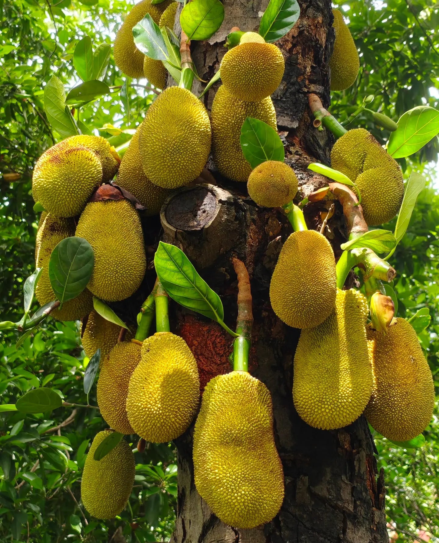Jackfruit