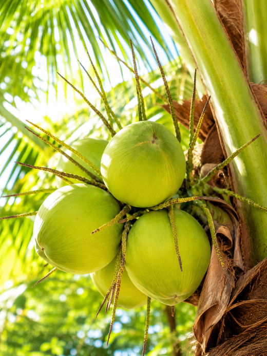 Young Coconut